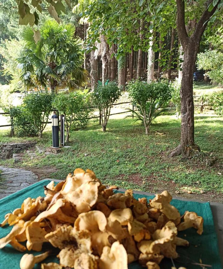 Il Bosco Di Campo Marzano Rooms & Apartments Borzonasca 外观 照片