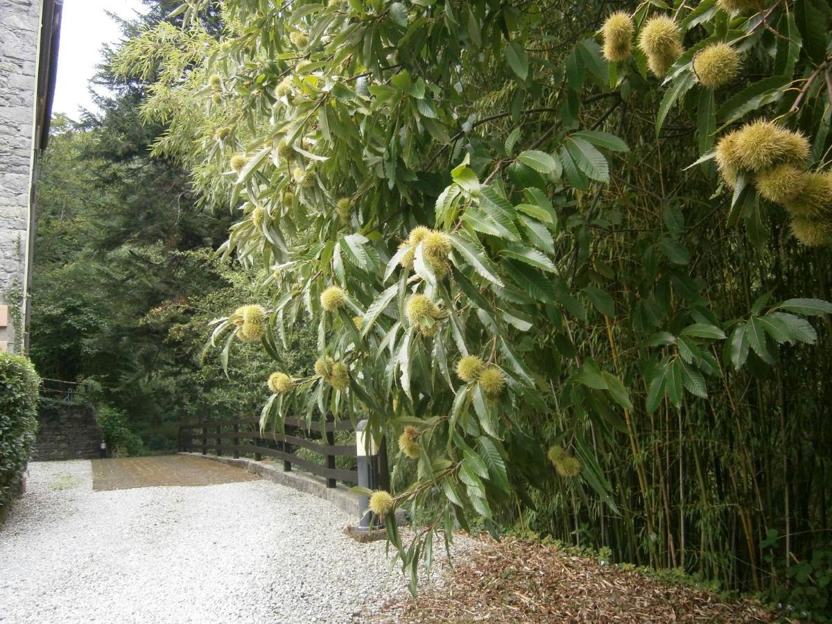 Il Bosco Di Campo Marzano Rooms & Apartments Borzonasca 外观 照片
