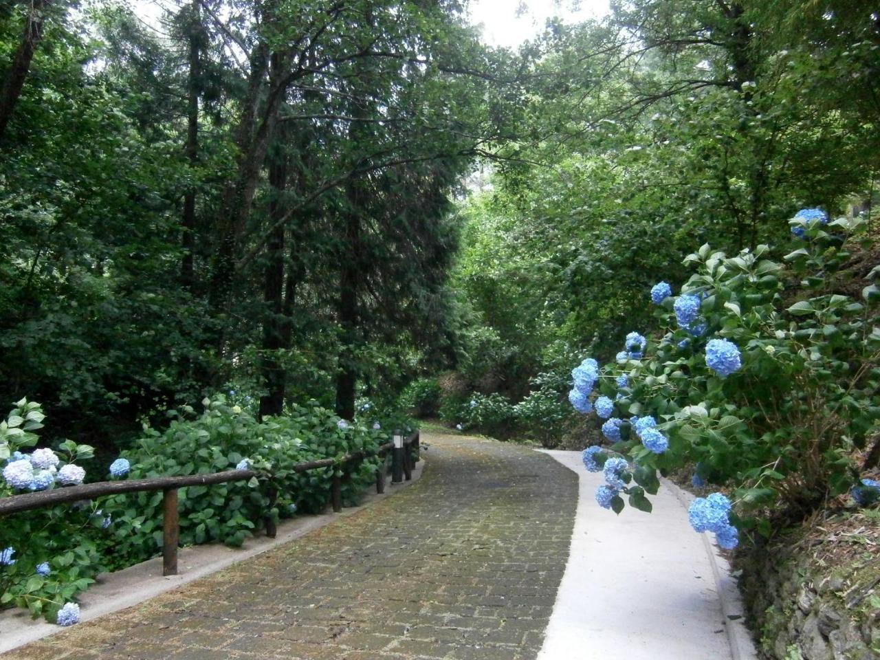 Il Bosco Di Campo Marzano Rooms & Apartments Borzonasca 外观 照片